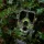 Caruba Wildcamera Toad Full HD vadkamera