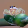 Laowa 100mm f/2.8 2X Ultra Macro APO Nikon Z Kamera Objektív
