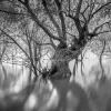 Laowa 10mm F2 Zero-D nagylátószögű objektív - MFT