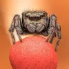 Laowa 25mm f/2.8 2.5-5X Ultra Macro makró kamera objektív - Nikon Z