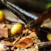 Laowa 55mm f/2.8 Tilt-Shift 1x Macro Canon RF kamera objektív