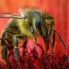 Laowa 65mm f/2.8 2X Ultra Macro kamera objektív - Canon RF