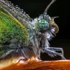 Laowa 65mm f/2.8 2X Ultra Macro kamera objektív - Sony E