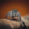 Laowa 85mm f/5.6 2X Ultra Macro APO makró kamera objektív - Sony FE