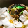 Laowa 90mm f/2.8 2X Ultra Macro APO makró kamera objektív - L bajonett