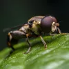 Laowa 90mm f/2.8 2X Ultra Macro APO makró kamera objektív - Nikon Z