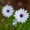 Meike 50mm f/1.8 AF STM Sony E kamera objektív