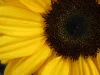 Panasonic Lumix FZ82D digitális fényképezőgép