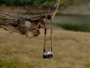 Peak Design Leash Kamera Vállpánt - Coyote