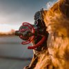 RODE VideoMicro mini videomikrofon Rycote Lyre felfüggesztéssel