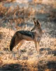 Tamron 150-500mm F/5-6.7 Di III VC VXD Sony FE Objektív