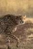 Tamron 150-500mm F/5-6.7 Di III VC VXD Sony FE Objektív