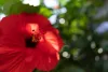 Tamron 24mm f/2.8 DI III OSD M1:2 Sony FE Objektív