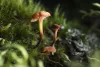 Tamron 90mm F/2.8 Di III Macro VXD Sony E Objektív